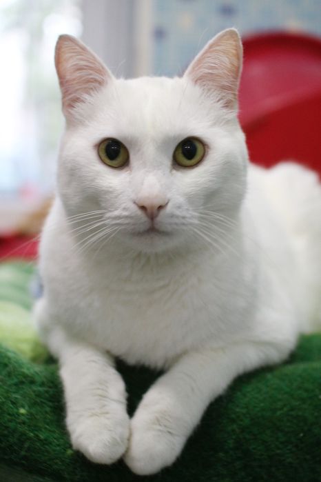 Отдам крупного, кота Мишу. Глухой