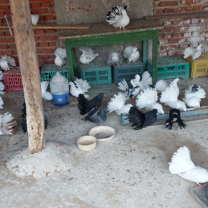 Продавам гълъби финерлии