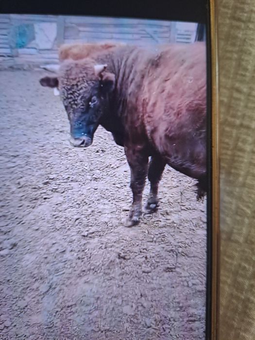 Продаётся 2 бычки
