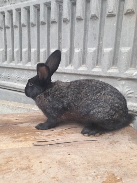 disponibili 5 buc
