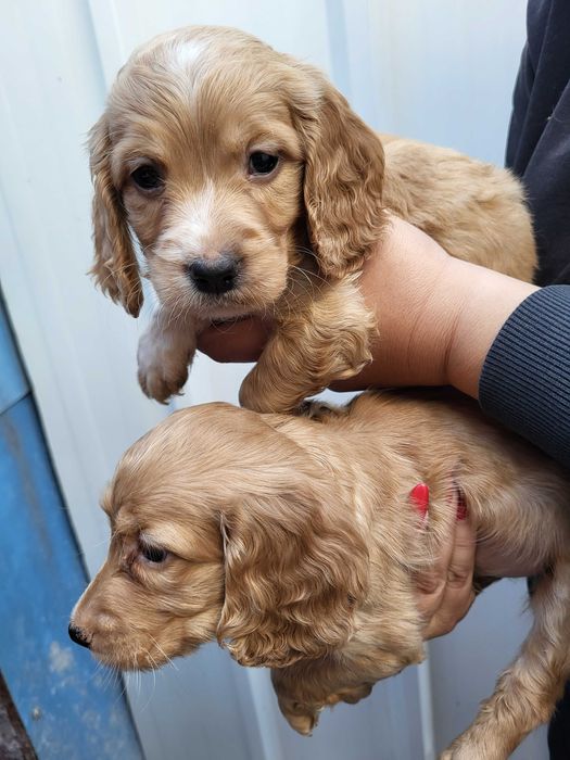 Продавам кокер шпаньол