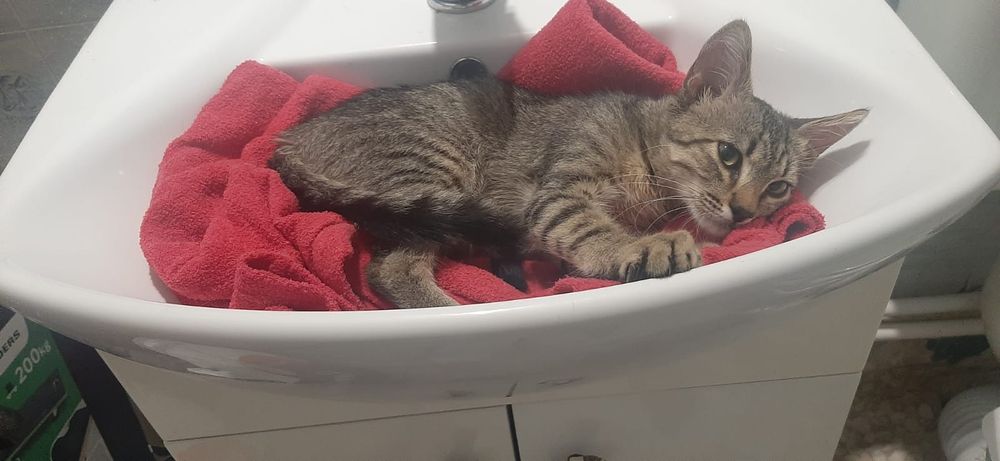 Pisi isi cauta familie