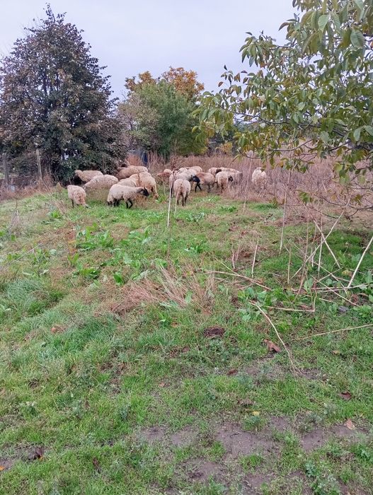 Vând 35 de oi 800 lei