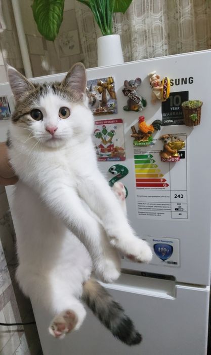 Отдам котенка в добрые руки