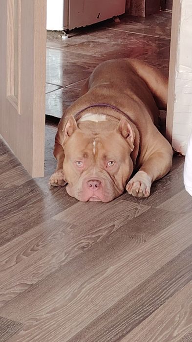 American bully pocket