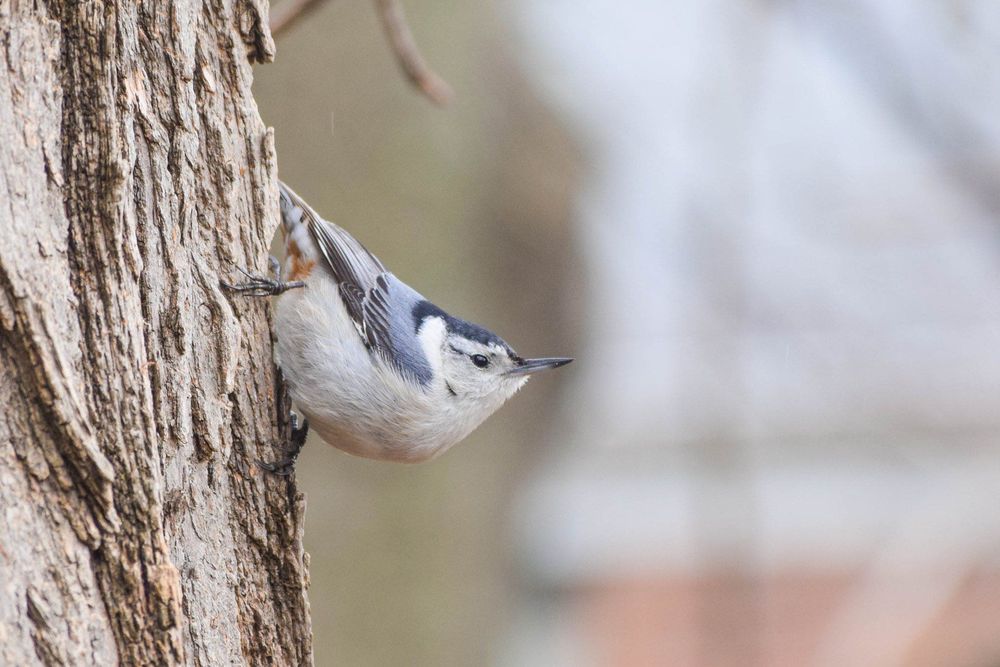 Nikon AF-S 55-200mm f/4-5.6G ED VR обектив Никон