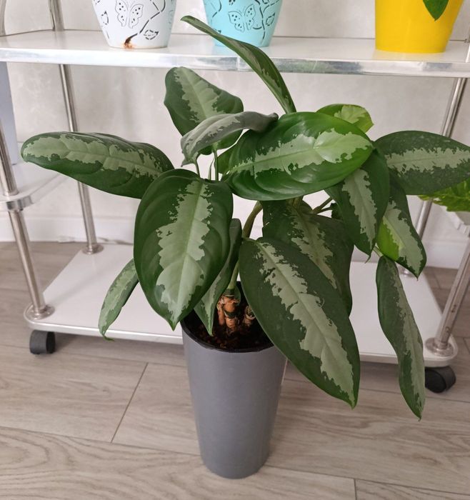 Продаётся аглонема