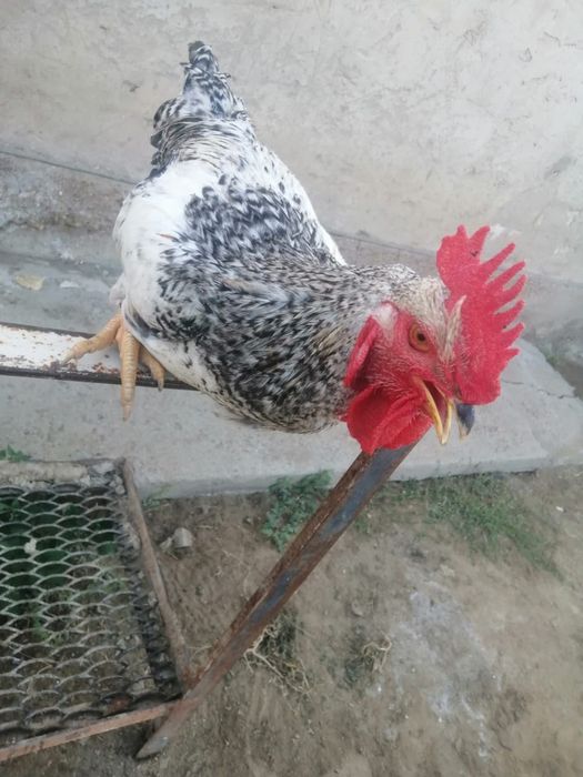 Әтеш сатылады биыл шыққан 6 айлық