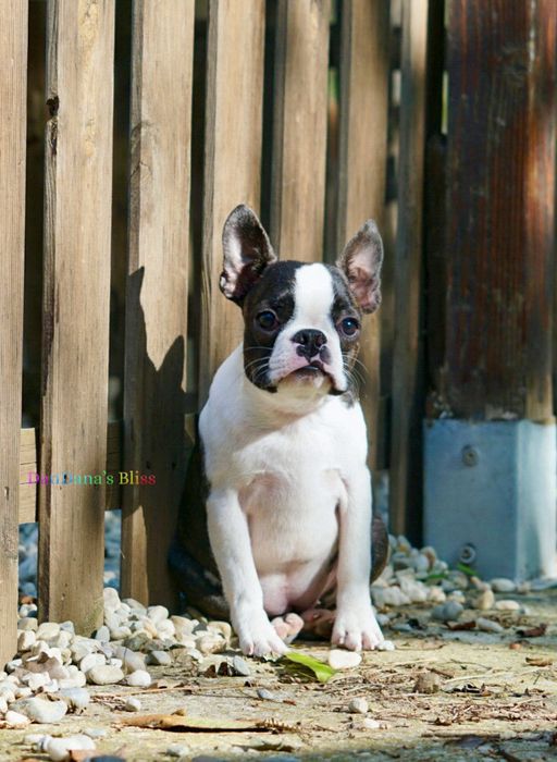 Boston Terrier cu pedigree - fetita