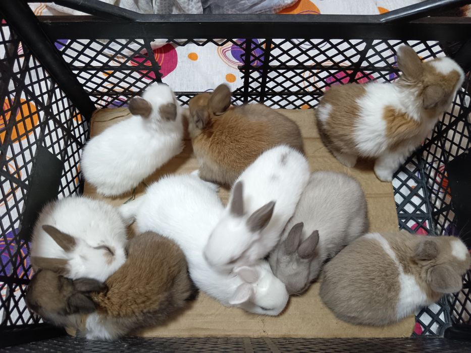 Кролики декоративные.