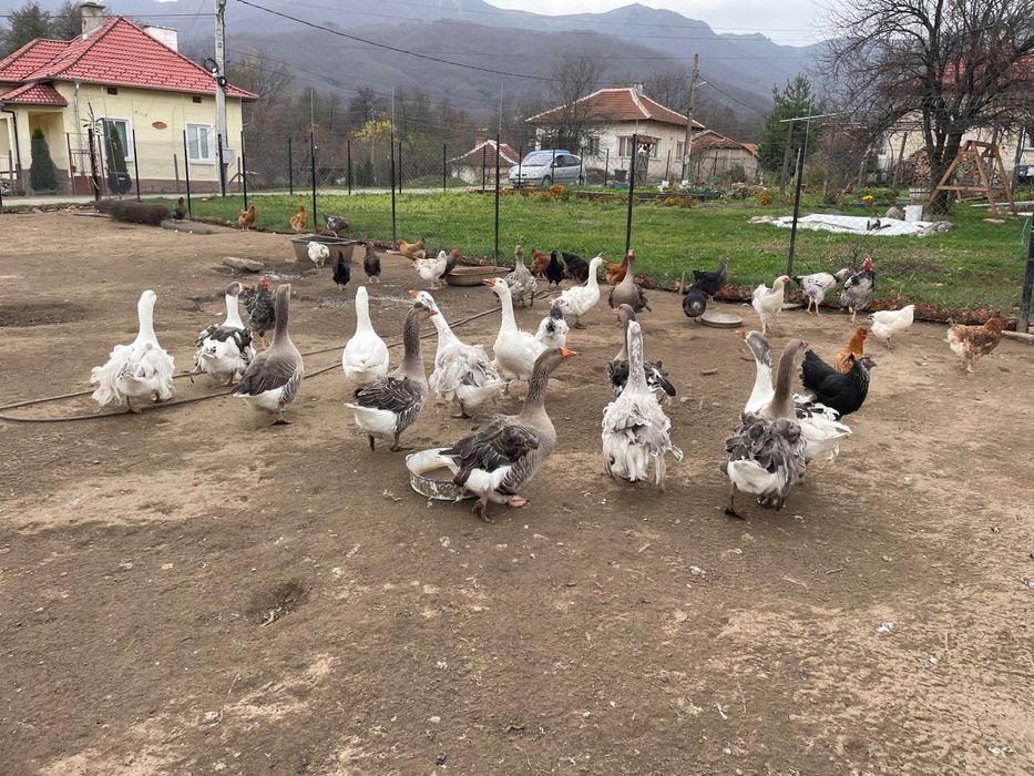 Продавам млади гъски