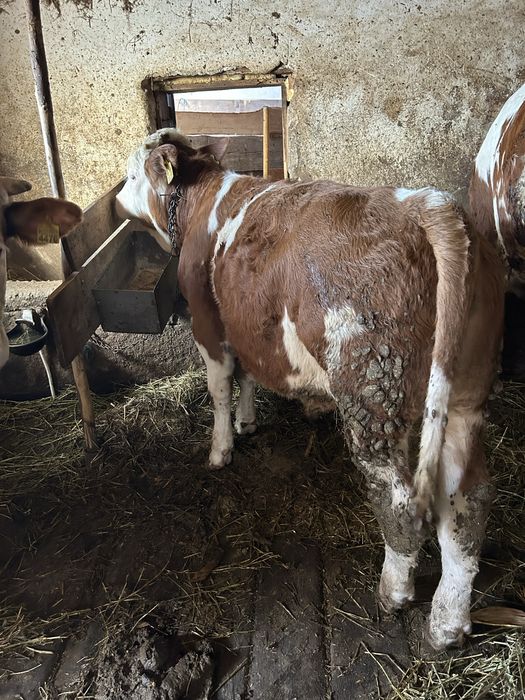 Vând tăuras baltata romaneasca