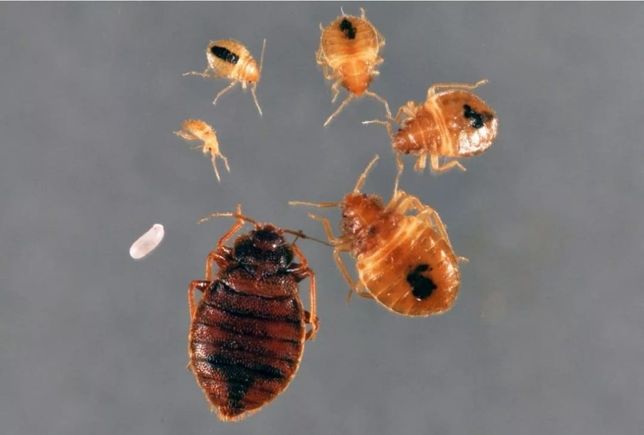 Дезенфексия Дезенсекция Дератизатсия уничтожение всех видов насекомых