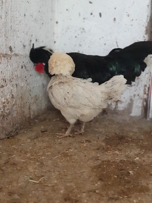 Vând motata olandeză