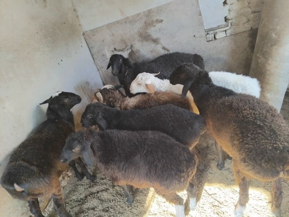 Qoy qochqorlar sotiladi hammasi