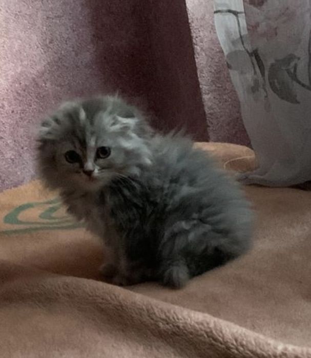 котят/кошка/котенок