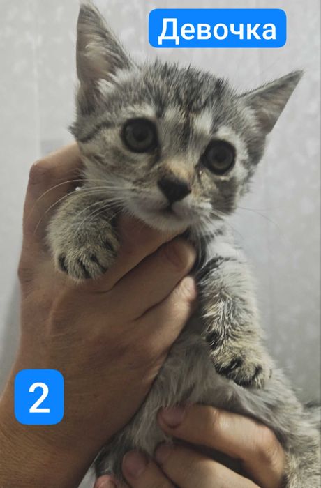 Продаются  4 котенка