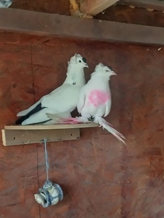 Rândunele de saxonia