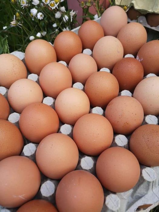 Пресни домашни яйца
