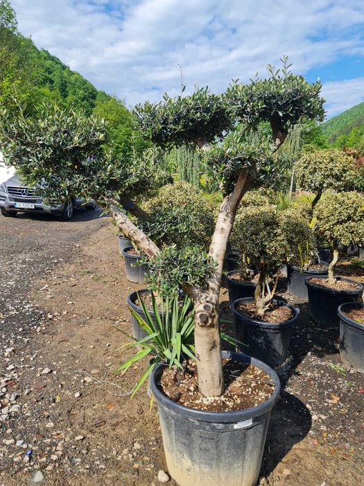 Alege Plante Ornamentale de Calitate Superioară pentru Grădina Ta