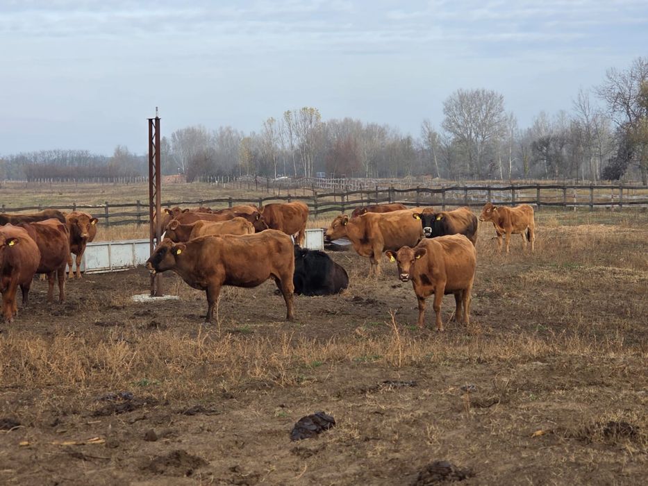 50 juninci Angus gestante