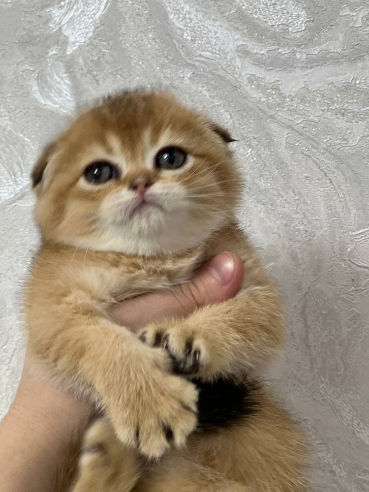 Скоттиш фолд ,девочка