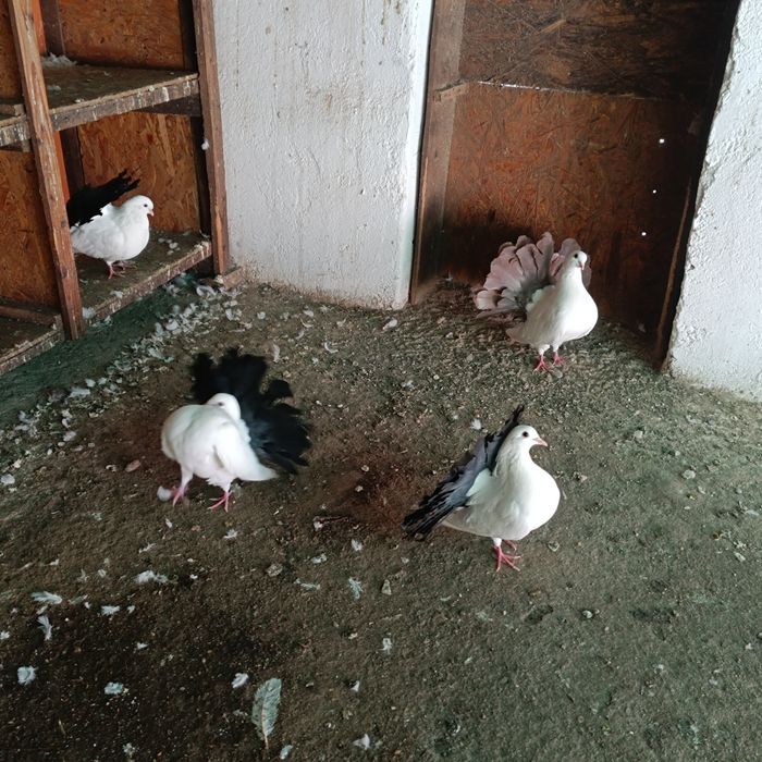 Vând voltați albi și albi cu coada neagră