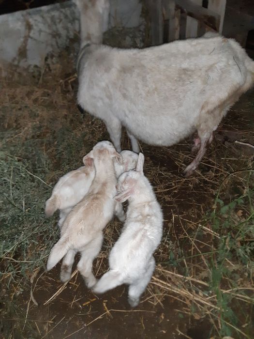 Продам козу с козлятами все девочки
