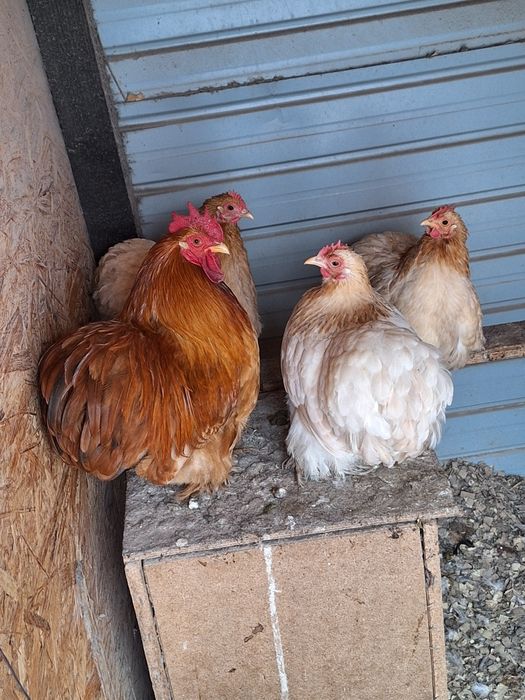 cochinchina pitic Pereche Alb