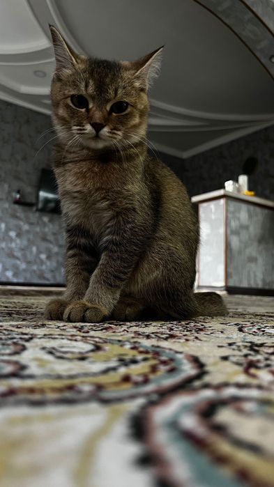 Срочно продается кошка