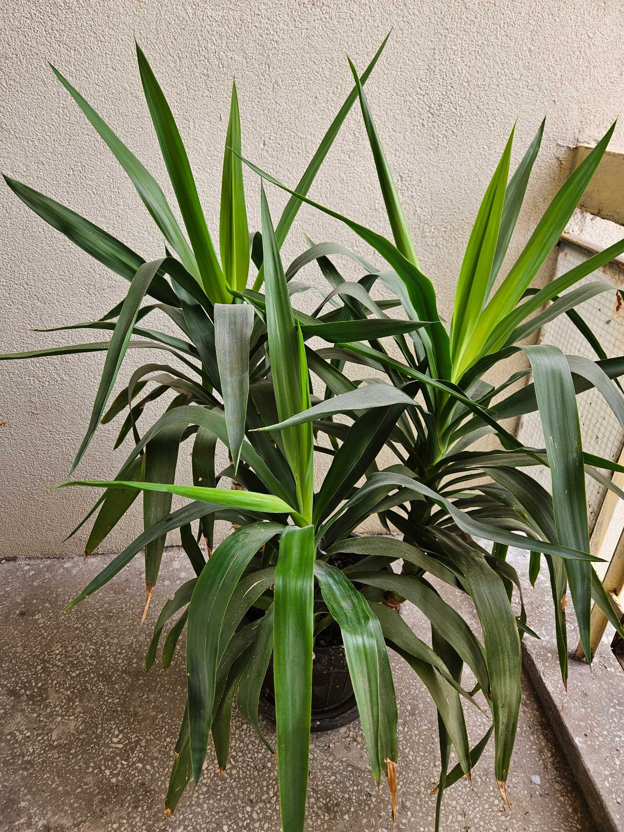 Vand Yucca  Elephantipes