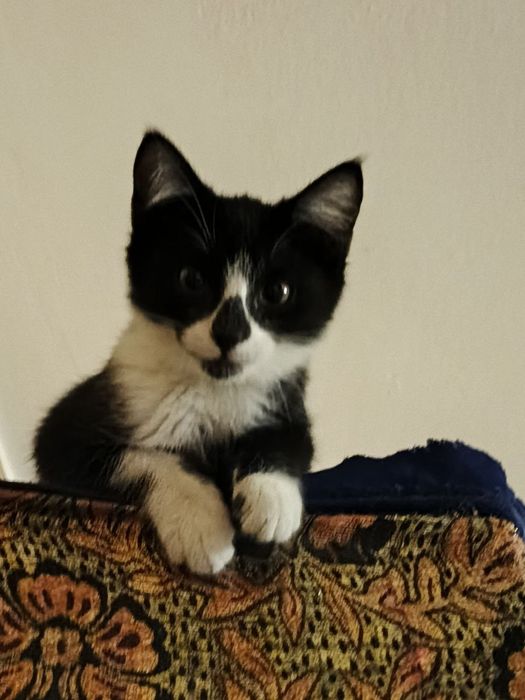 Кошка аккуратно отдам хорошо руки