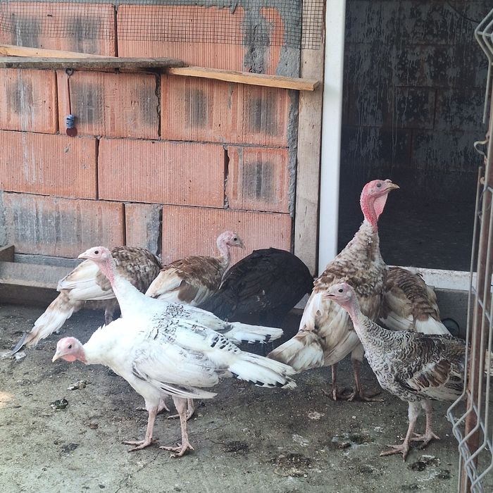 Vând pui de curca Românești