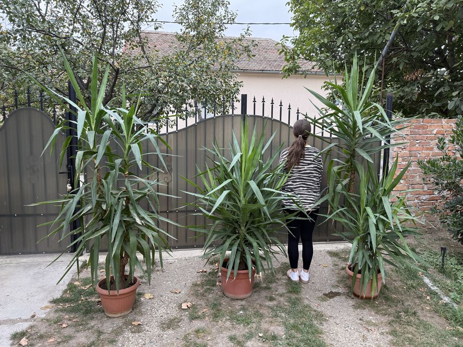 Yucca de vanzare.