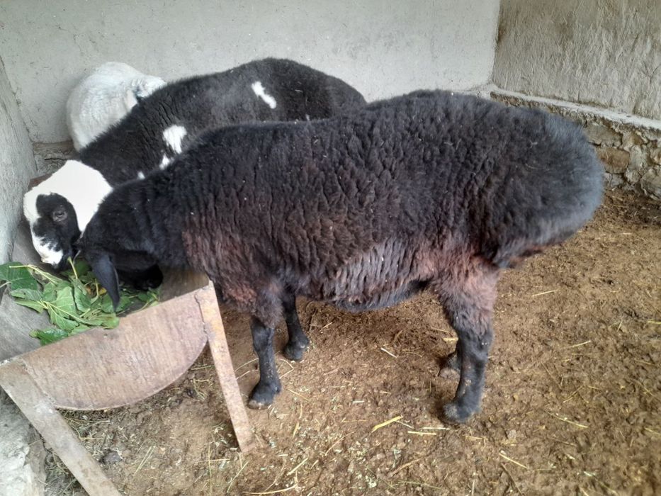 Баран зотдор кучкорлар