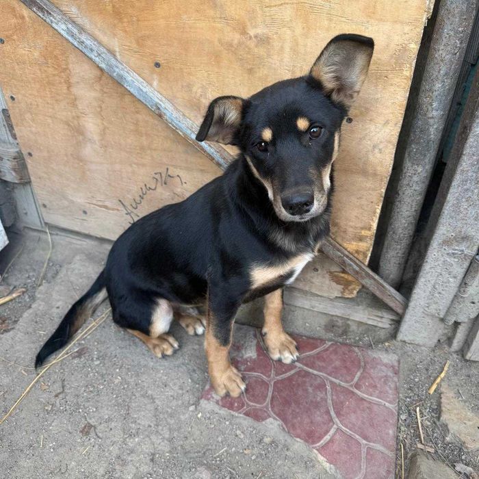 Щенок подросток супер охранник и звоночек