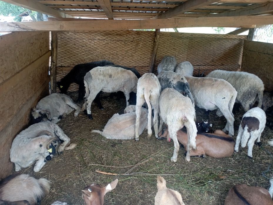 13 oi și o mieluță și un berbec