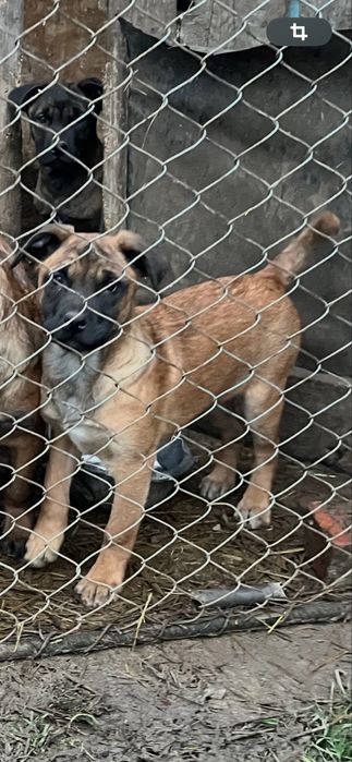 Pui catel malinois, ciobanesc belgian