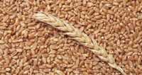 Пшеница 50 тонна