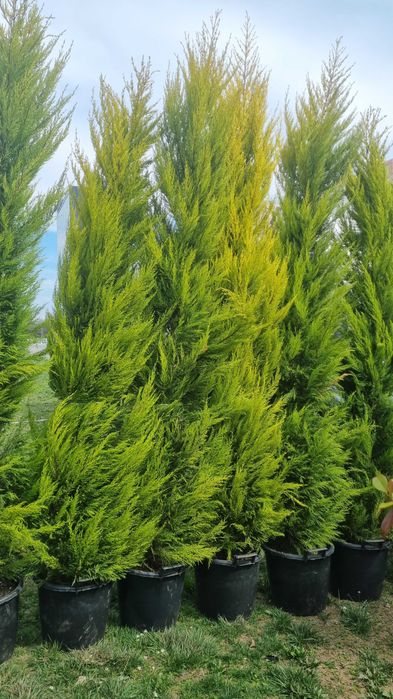 Leylandii, Arizonica,Goldcrest gard viu plante inradacinate in ghiveci