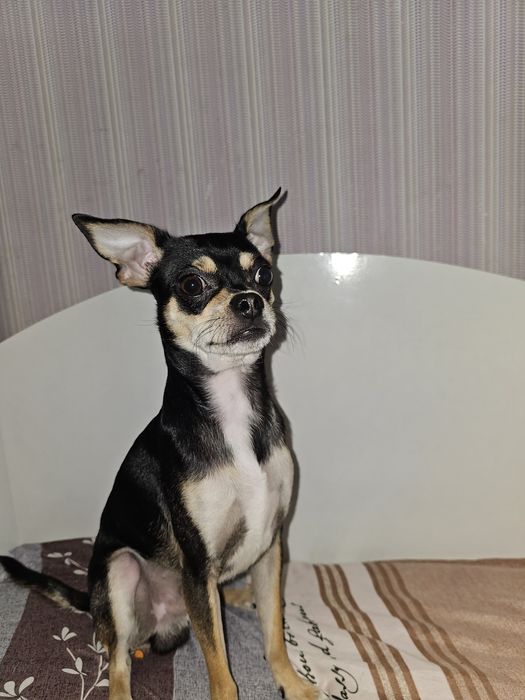 Продаются собаки чихуахуа,один мальчик и одна девочка