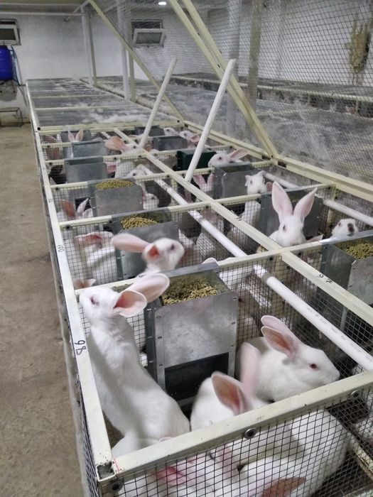 Клетка .Куёнлар  ва Жужа учун.