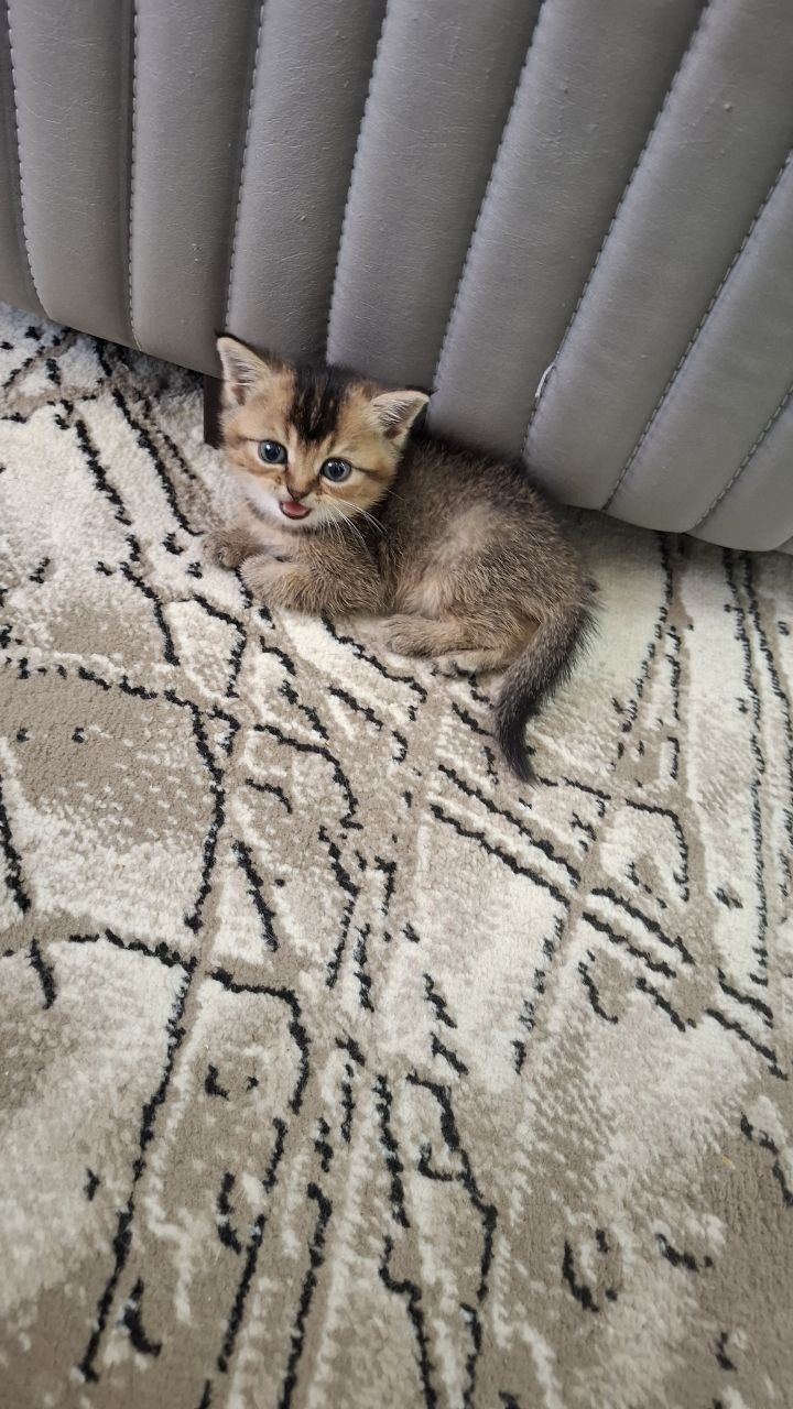 Продается чиста кровные котята