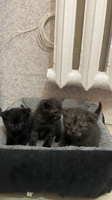 отдам котят  в добрые руки . вислоухие шотланки