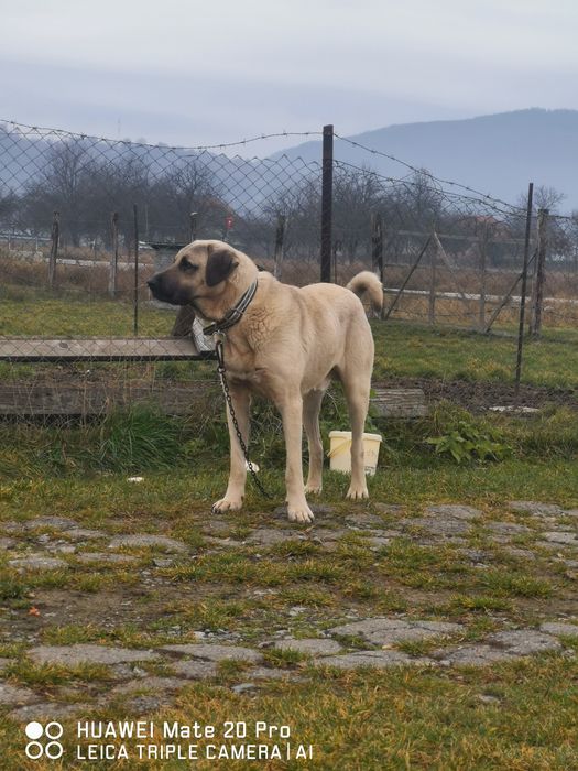Kangal de vanzare