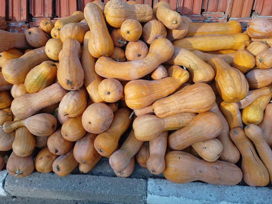 Тикви цигулки МУСКАТНИ