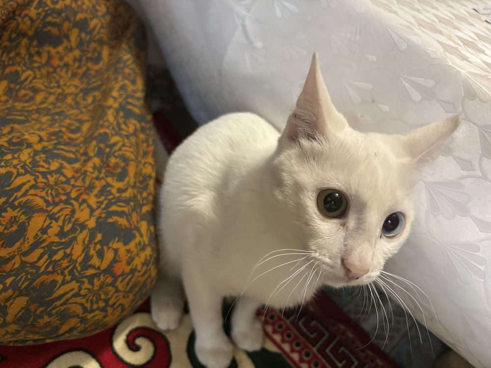 домашний котик,,