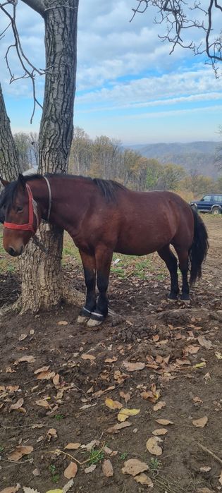 De vanzare un mânz și un armăsar