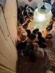 Puisori australorp negru