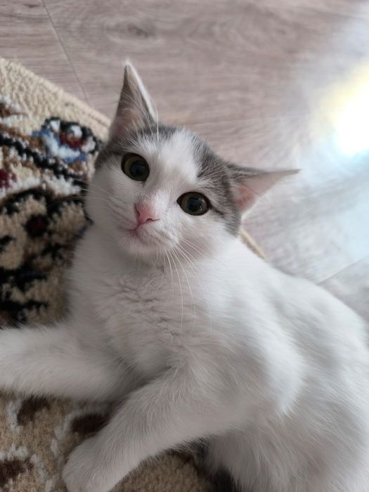 Отдам котенка в добрые и любящие руки